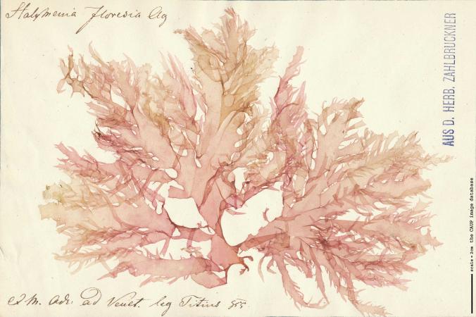 Halymenia floresia_Zahlbruckner.jpg